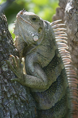 Iguana Saint Vincent and The Grenadines Tobago Cays Caribbean 35