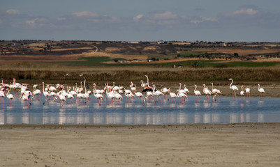 Flamencos in complex Lagunar Manjavacas, Spain