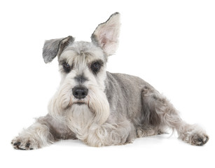 Miniature Schnauzer