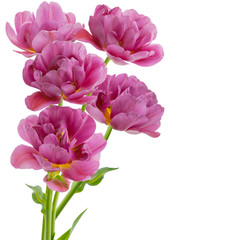 Tulips isolated on white background