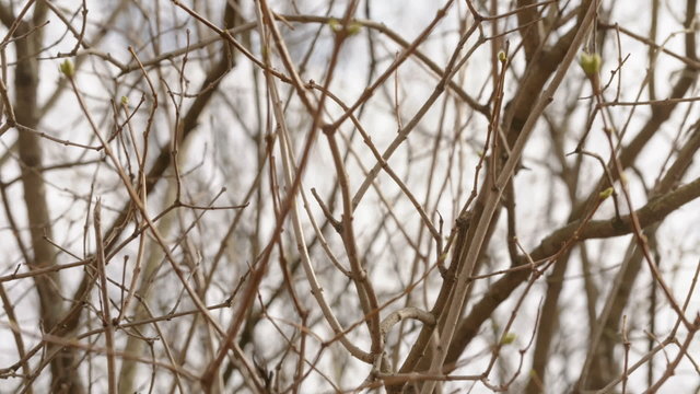 handheld video of lilac buds in spring