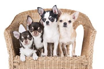 Chihuahua in a chair