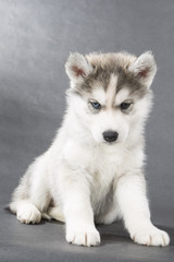 Siberian Husky