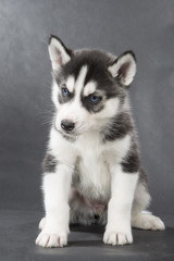 Fototapeta premium Siberian Husky