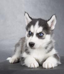 Siberian Husky puppy