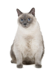 Siamese cat