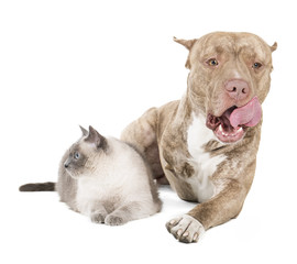 pit bull and a cat