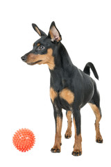 miniature pinscher