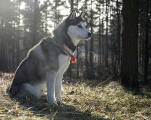 Siberian Husky