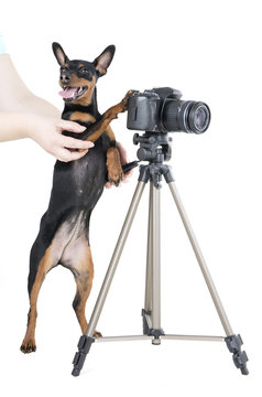 miniature pinscher