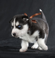 Fototapeta premium Siberian Husky
