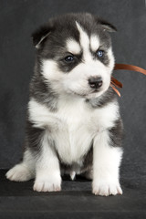 Siberian Husky
