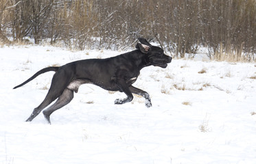Fototapeta na wymiar Niemiecki pies na spacer