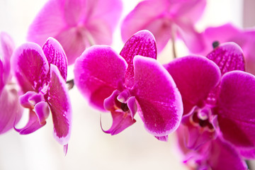 Fototapeta na wymiar Red Orchid closeup