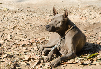grey  thai ridgeback dog