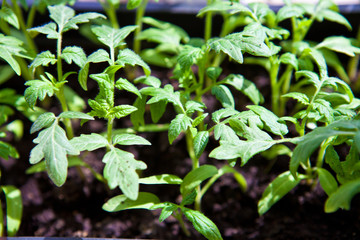 young seedlings of peppers closeup