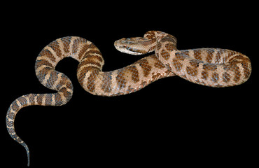 Snake (Agkistrodon saxatilis) 12