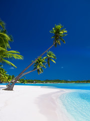 Palm trees hanging over lagoon with blue sky