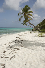 Saint Vincent and The Grenadines Tobago Cays Caribbean 51