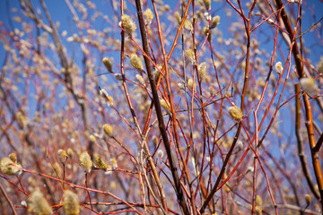 willow buds holly background shallow depth of field