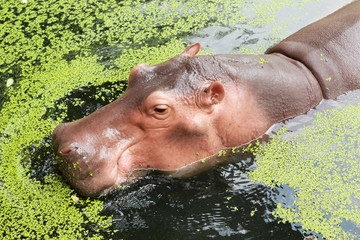 Hippo portrait in the nature