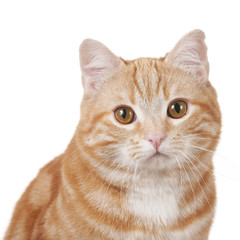 Obraz premium Rote Hauskatze schaut in die Kamera - Nahaufnahme