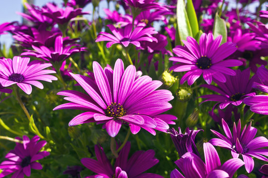 Purple osteopermum African daisies close-up.