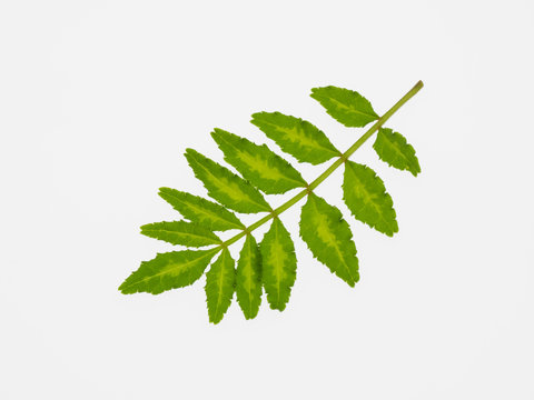 2 150 Best 山椒 Images Stock Photos Vectors Adobe Stock 2 150 Best 山椒 Images Stock Photos Vectors Adobe Stock
