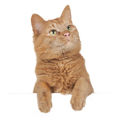 Rote Hauskatze schaut über eine weiße Tafel