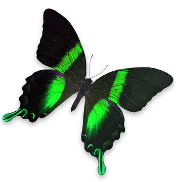 Beautiful Black and Green butterfly