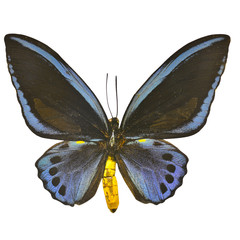 Naklejka na ściany i meble Beautiful Black and Blue butterfly