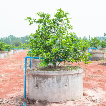 Drip irrigation system for growing lemons