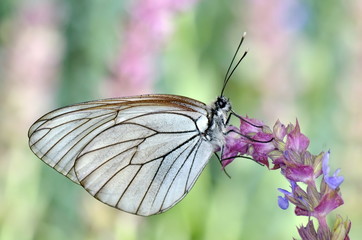butterfly in natural habitat (aporia crataegi)