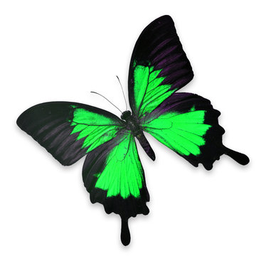 Beautiful Black and Green butterfly