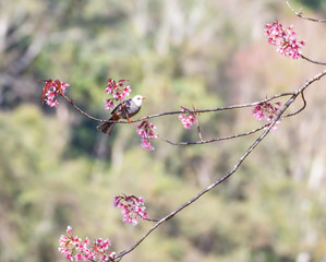 White-headed Bulbul bird on twig of sakura 