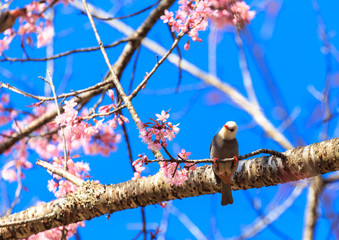 White-headed Bulbul bird on twig of sakura 
