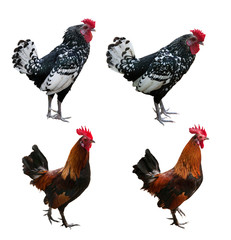 four roosters isolated on white background