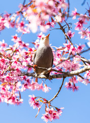 White-headed Bulbul bird on twig of sakura 