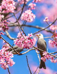 Fototapeta premium White-headed Bulbul bird on twig of sakura