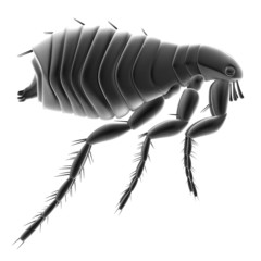realistic 3d render of flea