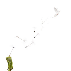 white dandelion seeds and flying dove