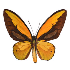 Yellow butterfly