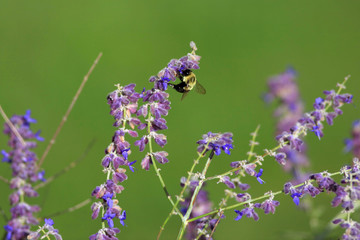 Bee on lavender flowers