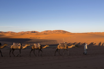Fototapeta na wymiar Karawana wielbłądów na Saharze w profilu na jasnym b