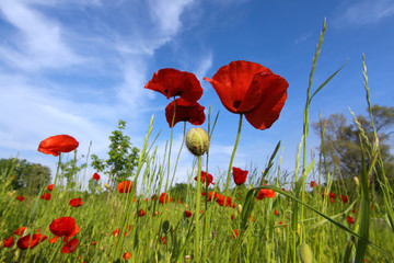 Red Poppy flowers