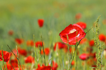 Red Poppy flowers