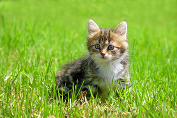 Naklejka na ściany i meble the fluffy kitten plays in a green grass