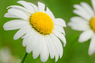 Obraz premium daisy on a meadow