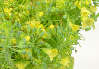 blühender Broccoli