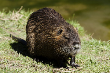 nutria